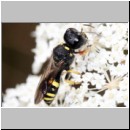 Ectemnius continuus - Grabwespe 13 10mm Teverener Heide.jpg